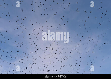 Ein Murmuration der Stare fliegen overhead in Aberystwyth. Stockfoto