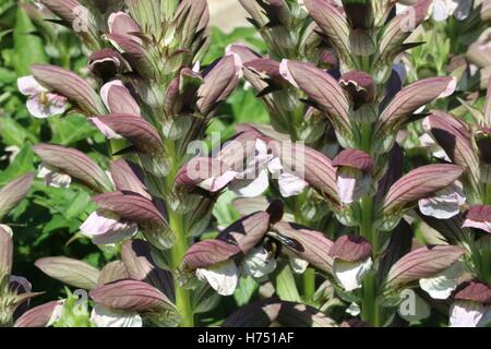 Wilde Blume mit Biene innen in hoher Auflösung verfügbar und verschiedenen Größen entsprechend die Anforderungen Ihres Projekts Stockfoto