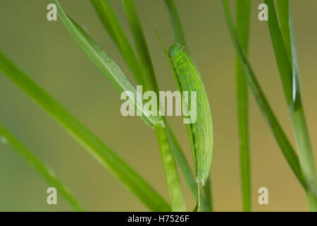 Wald-Brettspiel, Waldbrettspiel, Raupe Frisst ein Gras, Brettspiel, Laubfalter, Pararge Aegeria, gesprenkelt Holz, Raupe, Le T Stockfoto