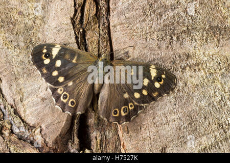 Wald-Brettspiel, Brettspiel, Waldbrettspiel, Laubfalter, Pararge Aegeria, gesprenkelt Holz, Le Tircis Stockfoto