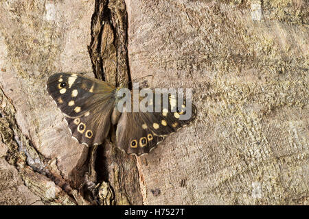 Wald-Brettspiel, Brettspiel, Waldbrettspiel, Laubfalter, Pararge Aegeria, gesprenkelt Holz, Le Tircis Stockfoto