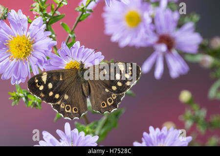 Wald-Brettspiel, Brettspiel, Waldbrettspiel, Laubfalter, Pararge Aegeria, gesprenkelt Holz, Le Tircis Stockfoto