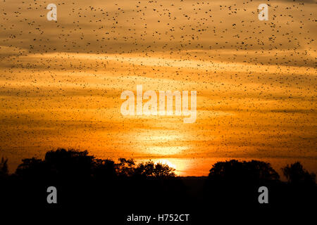 Große Herde von Stare (Sturnus Vulgaris) vor Sonnenuntergang. Murmuration in der Dämmerung füllt Himmel mit einer großen Anzahl von Vogelarten Stockfoto