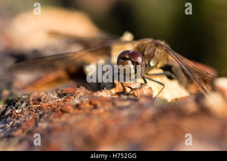 Gemeinsamen Darter (Sympetrum Striolatum) männlich. Rote Libelle in der Familie Libellulidae, mit schwarzen Beinen mit gelben Streifen Stockfoto