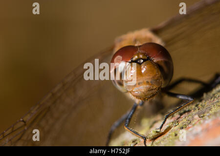 Gemeinsame Darter (Sympetrum Striolatum) männlichen Facettenaugen und Frons. Rote Libelle in der Familie Libellulidae, thront auf Holz Stockfoto