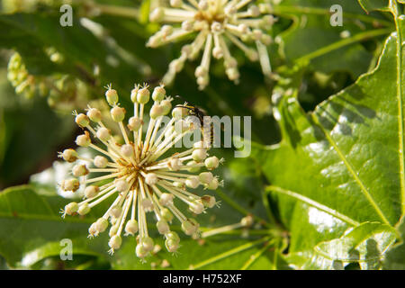 Eine Wespe auf einer Fatsia Japonica Blume - ein immergrüner Strauch in der Familie der Araliaceae, auch bekannt als der Papierfabrik, Fig Endivie palm Stockfoto