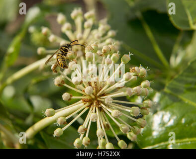 Eine Wespe auf einer Fatsia Japonica Blume - ein immergrüner Strauch in der Familie der Araliaceae, auch bekannt als der Papierfabrik, Fig Endivie palm Stockfoto