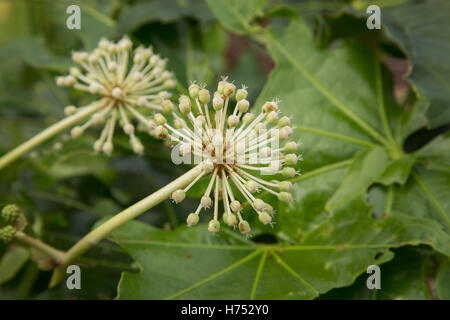 Fatsia Japonica in Blüte - ein immergrüner Strauch in der Familie Araliaceae, auch als paperplant, bzw. Bild bekannt leaved Palm Stockfoto