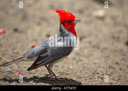 Rot-crested Kardinal (Paroaria Coronata) im Waimea Valley auf Oahu, Hawaii, USA. Stockfoto