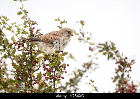 Turmfalken (Falco Tinnunculus). Frauen auf der Suche nach Beute von einem Weißdorn Baum im Herbst. Stockfoto