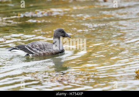 Brent Goose (Branta Bernicla) schwimmen. Stockfoto