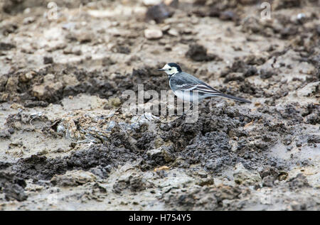 Weiße Bachstelze (Motacilla Alba) Jagd auf Insekten überschwemmten Gebiet. Die Bachstelze ist Festlandsrasse des der Trauerschnäpper Stockfoto