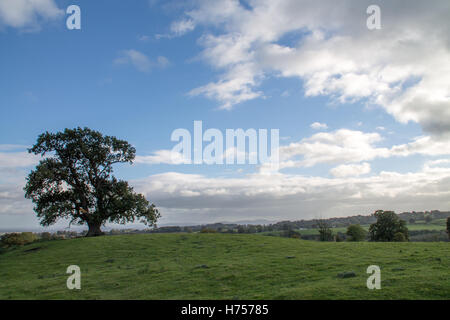 Lone Oak Tree Stockfoto