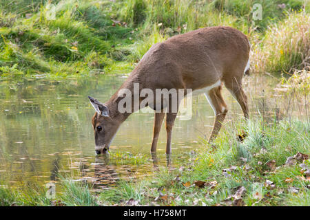Ein weiß - angebundene Rotwild in einem Teich trinken. Stockfoto