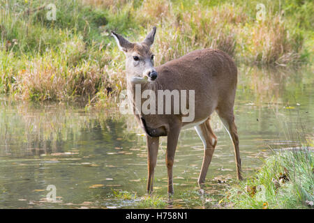 Ein White-Tailed Deer Standing im Teich. Stockfoto