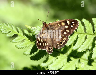 Weiblichen europäischen gesprenkelten Holz Schmetterling (Pararge Aegeria) posiert auf einem Farn Stockfoto