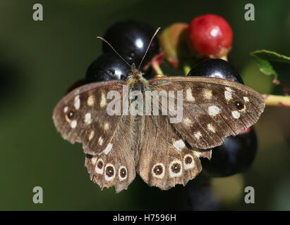 Weiblichen europäischen gesprenkelten Holz Schmetterling (Pararge Aegeria) Fütterung auf eine Brombeere Frucht Stockfoto