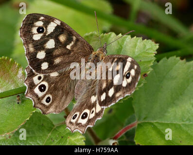 Weiblichen europäischen gesprenkelten Holz Schmetterling (Pararge Aegeria) posiert auf einem Blatt Stockfoto