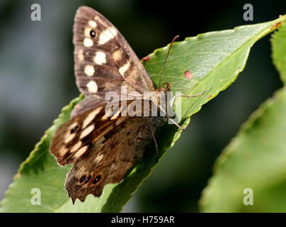 Weiblichen europäischen gesprenkelten Holz Schmetterling (Pararge Aegeria) posiert auf einem Blatt, Flügel geöffnet Stockfoto