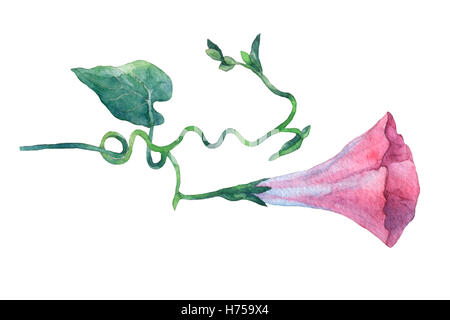 Morning Glory (Feld Winde, Convolvulus Arvensis) Blüten rosa. Handgezeichnete Aquarell botanische Illustration. Stockfoto