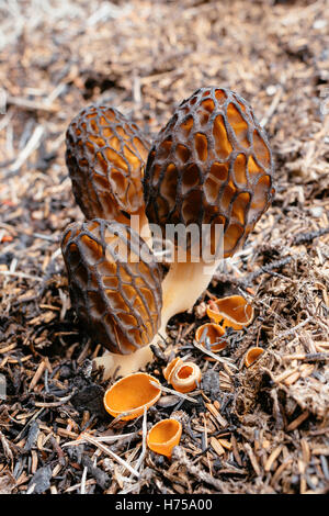 Schwarze Morcheln (Morchella SP.) & Vulcan Pixie Tassen (Geopyxis Vulcanalis) wächst in einem verbrannten Wald im Norden von British Columbia Stockfoto