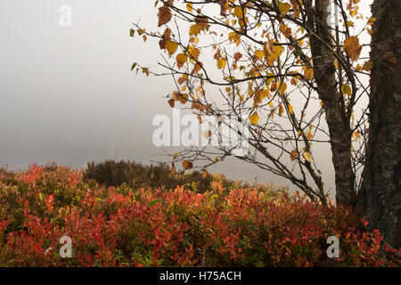 Herbst-Landschaft See Holmasjön in der Nähe von Ramkvilla, Smaland, Schweden Stockfoto