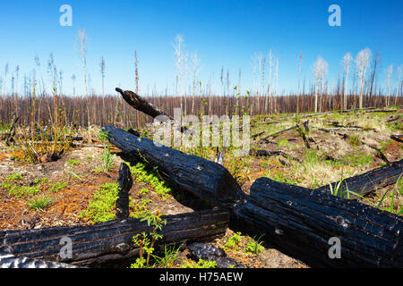 Eine Landschaft in der Nähe von kleinen Bobtail-See im nördlichen British Columbia, Kanada, ein Jahr nach ein Lauffeuer fand. Stockfoto