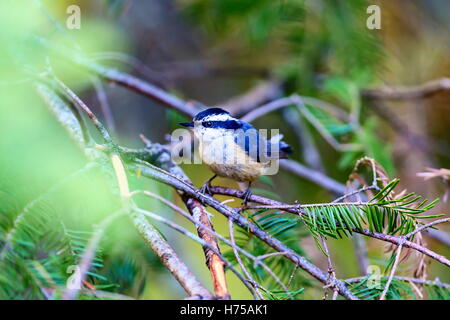 Red Brested Kleiber tief im borealen Wald in Nord Quebec Kanada. Diese Vögel suchen eifrig die Bäumen für Insekten und Larven. Stockfoto