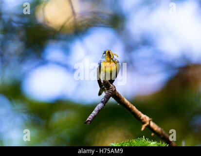 Eine kleine Grasmücke die obere Abdeckung, finden Sie die nördlichen Parula in borealen Wäldern von Quebec. Stockfoto