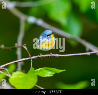 Eine kleine Grasmücke die obere Abdeckung, finden Sie die nördlichen Parula in borealen Wäldern von Quebec. Stockfoto