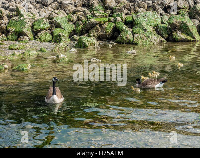 Neugeborenen Gänsel bleiben in der Nähe ihrer Mutter in einem Stream. Stockfoto