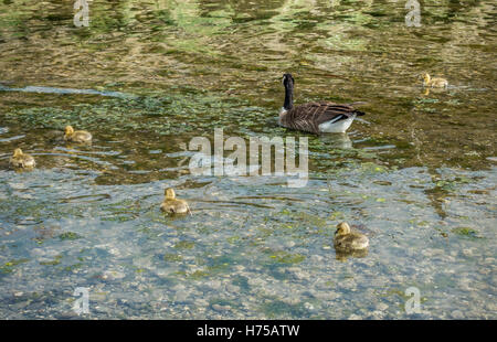 Neugeborenen Gänsel bleiben in der Nähe ihrer Mutter in einem Stream. Stockfoto