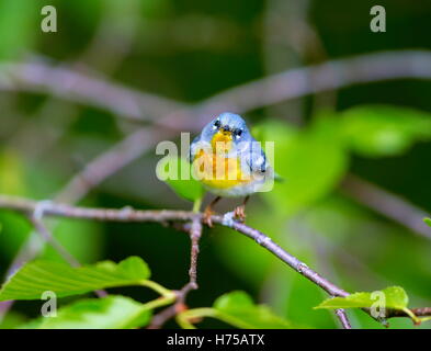 Eine kleine Grasmücke die obere Abdeckung, finden Sie die nördlichen Parula in borealen Wäldern von Quebec. Stockfoto