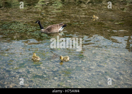 Neugeborenen Gänsel bleiben in der Nähe ihrer Mutter in einem Stream. Stockfoto