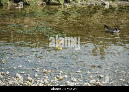 Neugeborenen Gänsel bleiben in der Nähe ihrer Mutter in einem Stream. Stockfoto