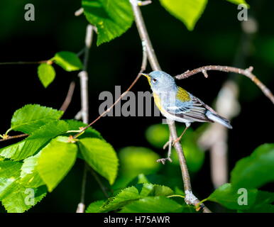 Eine kleine Grasmücke die obere Abdeckung, finden Sie die nördlichen Parula in borealen Wäldern von Quebec. Stockfoto