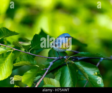 Eine kleine Grasmücke die obere Abdeckung, finden Sie die nördlichen Parula in borealen Wäldern von Quebec. Stockfoto