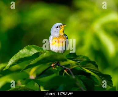 Eine kleine Grasmücke die obere Abdeckung, finden Sie die nördlichen Parula in borealen Wäldern von Quebec. Stockfoto