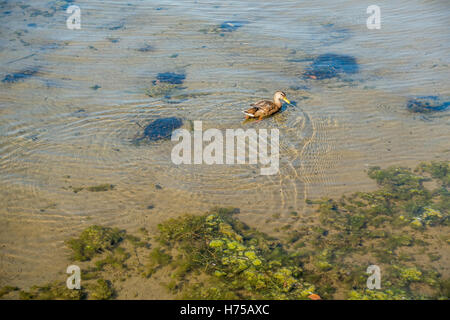 Eine einsame Ente schwimmt auf einem sandigen Boden in Lake Washington. Stockfoto