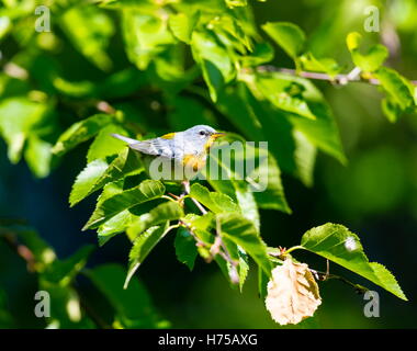 Eine kleine Grasmücke die obere Abdeckung, finden Sie die nördlichen Parula in borealen Wäldern von Quebec. Stockfoto