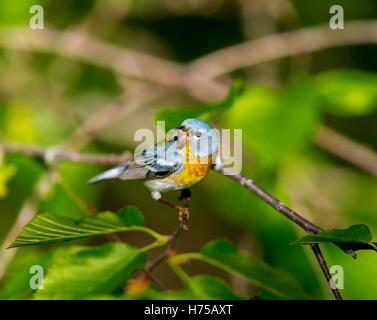 Eine kleine Grasmücke die obere Abdeckung, finden Sie die nördlichen Parula in borealen Wäldern von Quebec. Stockfoto