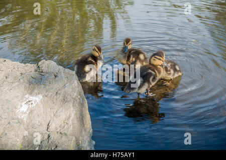 Neugeborene Entchen schwimmen und sitzen in einem Teich in der Normandie Park, Washington. Stockfoto