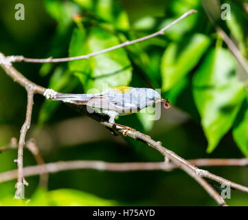 Eine kleine Grasmücke die obere Abdeckung, finden Sie die nördlichen Parula in borealen Wäldern von Quebec. Stockfoto