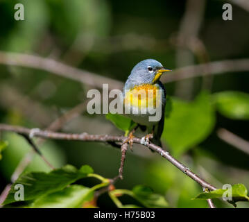 Eine kleine Grasmücke die obere Abdeckung, finden Sie die nördlichen Parula in borealen Wäldern von Quebec. Stockfoto