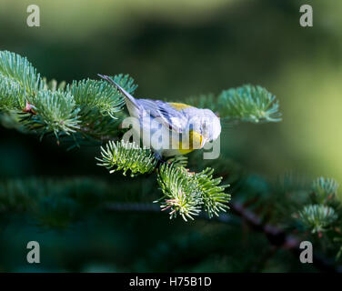 Eine kleine Grasmücke die obere Abdeckung, finden Sie die nördlichen Parula in borealen Wäldern von Quebec. Stockfoto