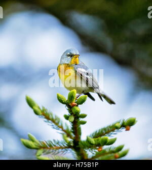 Eine kleine Grasmücke die obere Abdeckung, finden Sie die nördlichen Parula in borealen Wäldern von Quebec. Stockfoto