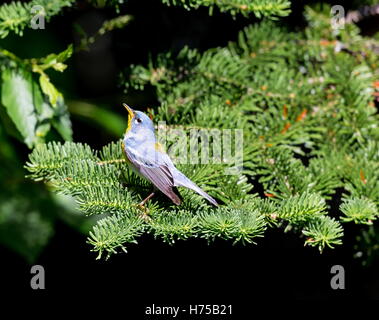 Eine kleine Grasmücke die obere Abdeckung, finden Sie die nördlichen Parula in borealen Wäldern von Quebec. Stockfoto