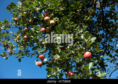 Rote Äpfel hängen von der Ast gegen blauen Himmel, Deutschland Stockfoto