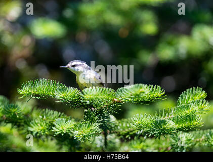 Red Brested Kleiber tief im borealen Wald in Nord Quebec Kanada. Diese Vögel suchen eifrig die Bäumen für Insekten und Larven. Stockfoto