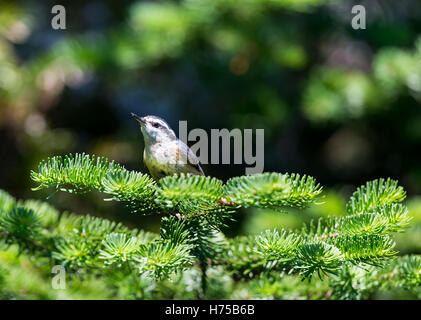 Red Brested Kleiber tief im borealen Wald in Nord Quebec Kanada. Diese Vögel suchen eifrig die Bäumen für Insekten und Larven. Stockfoto